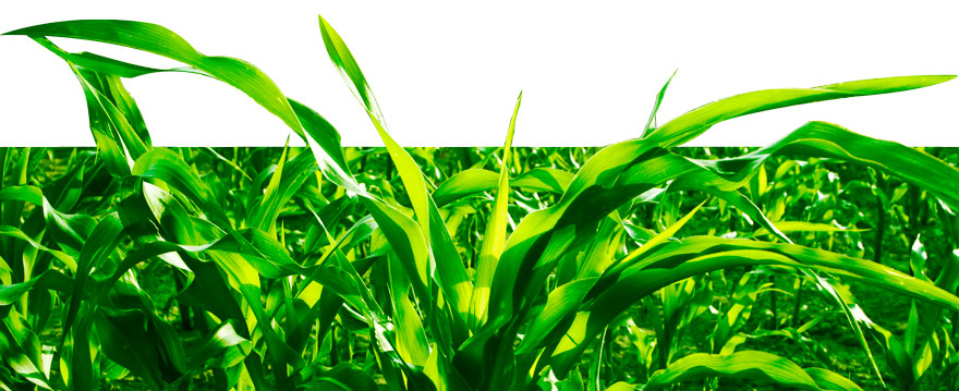 Header_Corn