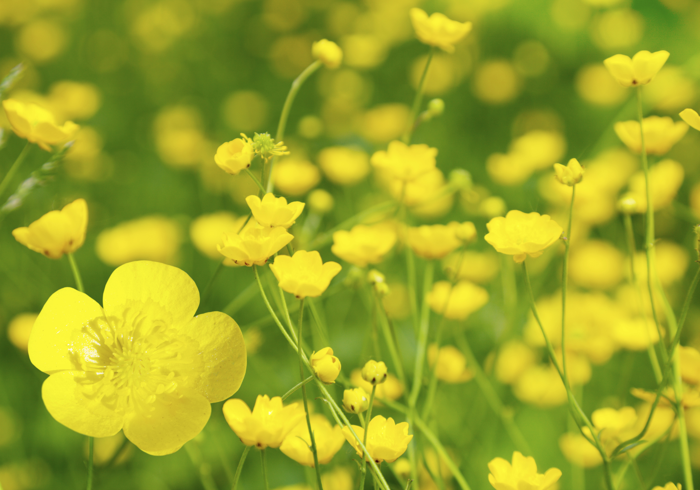 Buttercup Flower