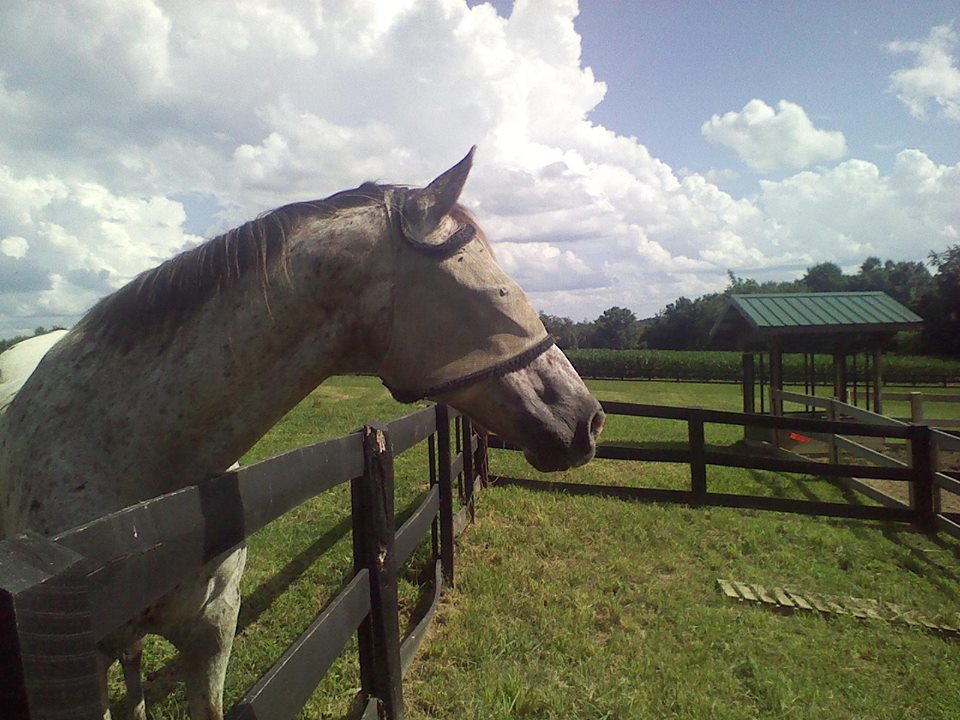 Why Do Horses Wear Fly Masks? Carroll County Grown