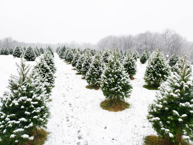 Home Carroll County Grown