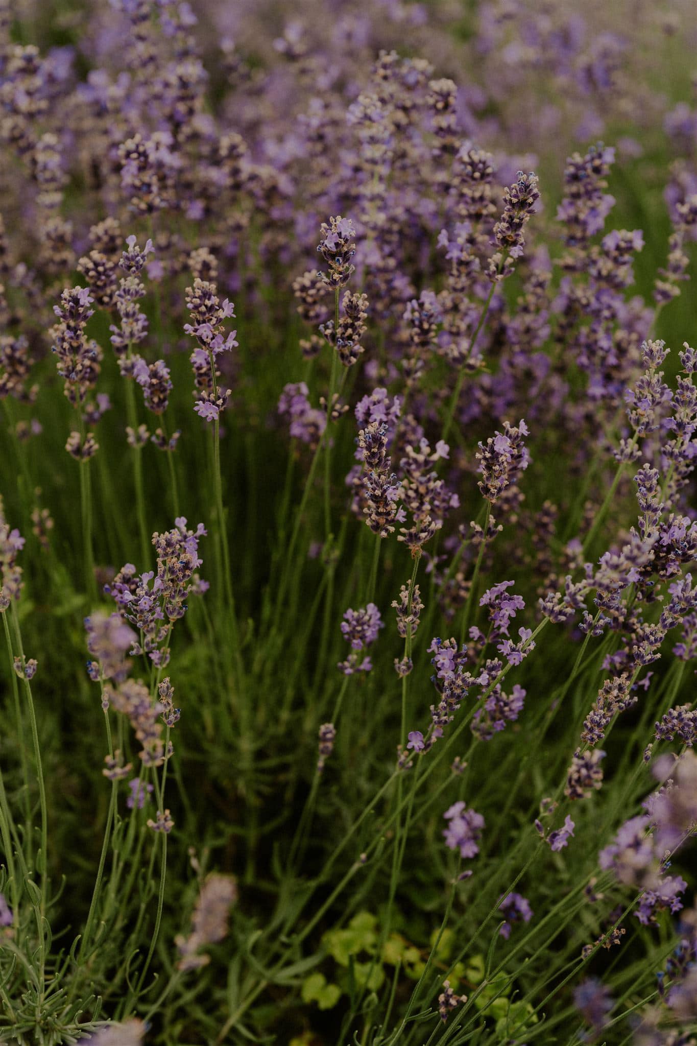 Red Power Valley Farm - Carroll County Grown