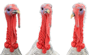 Image of live turkeys