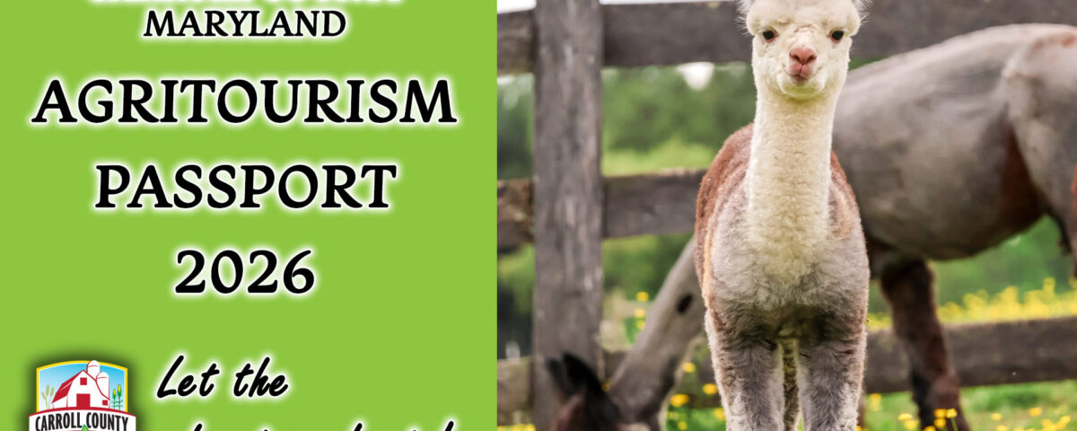 Image of baby alpaca. Text: Carroll County, Maryland Agritourism Passport 2026. Let the adventure being!