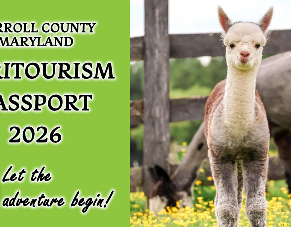 Image of baby alpaca. Text: Carroll County, Maryland Agritourism Passport 2026. Let the adventure being!